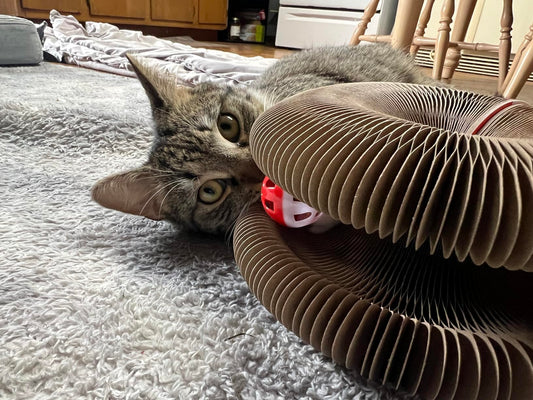 The Best Toy in the House Wasn't the Expensive One