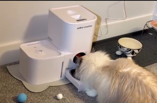Healthy Cats Thrive on Healthy Routines