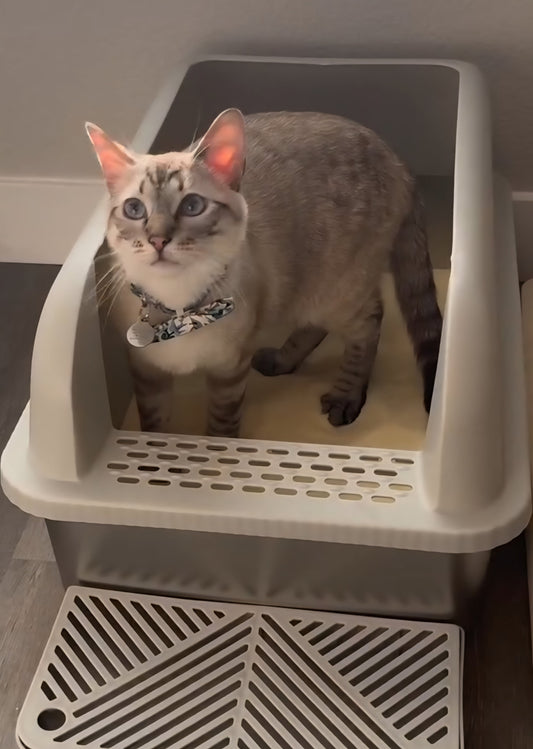 A Cleaner Litter Box Means More Than a Cleaner Home
