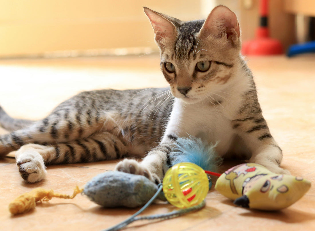 Bored Cat? 7 Fun Ways To Keep Your Indoor Cat Happy
