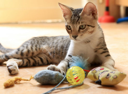 Bored Cat? 7 Fun Ways To Keep Your Indoor Cat Happy
